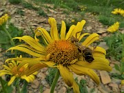 74 Doronicum grtandiflorum (Doronico dei macereti) con ospiti ape e ragno